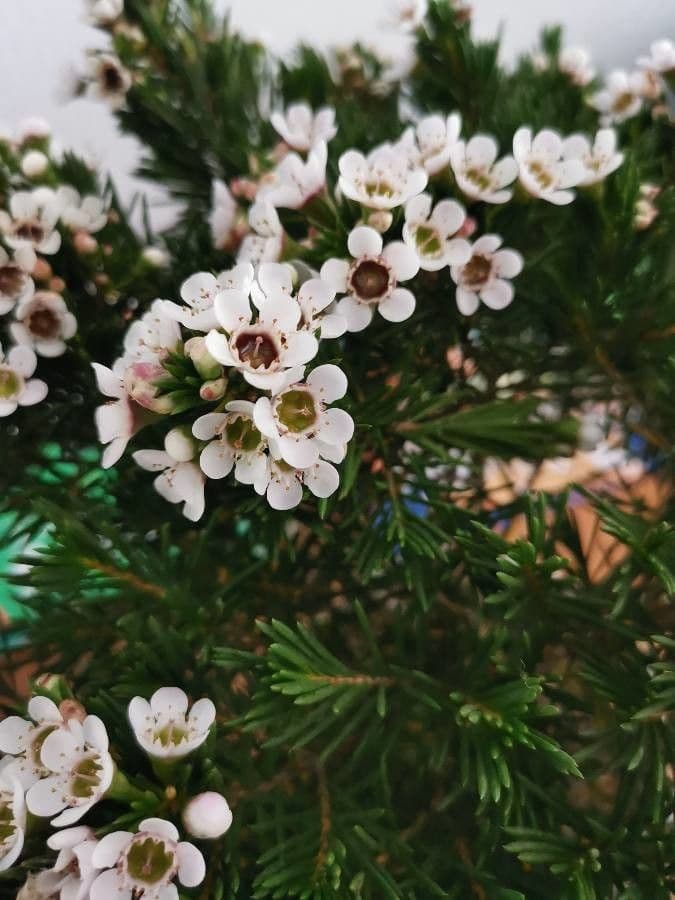 Chamelaucium uncinatum 5