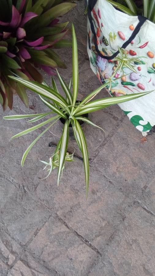 Chlorophytum 13