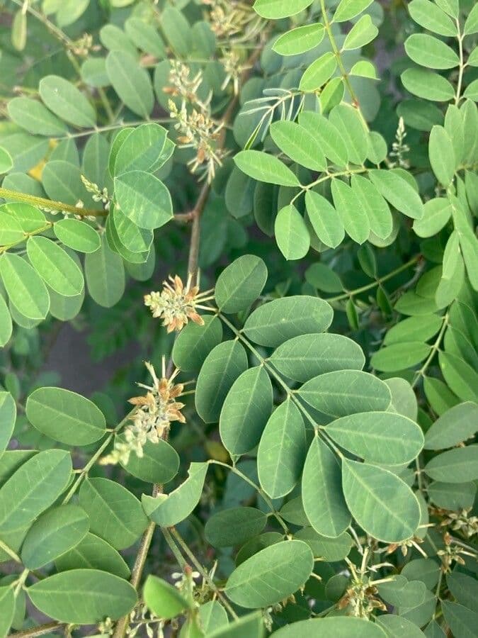 Indigofera 8