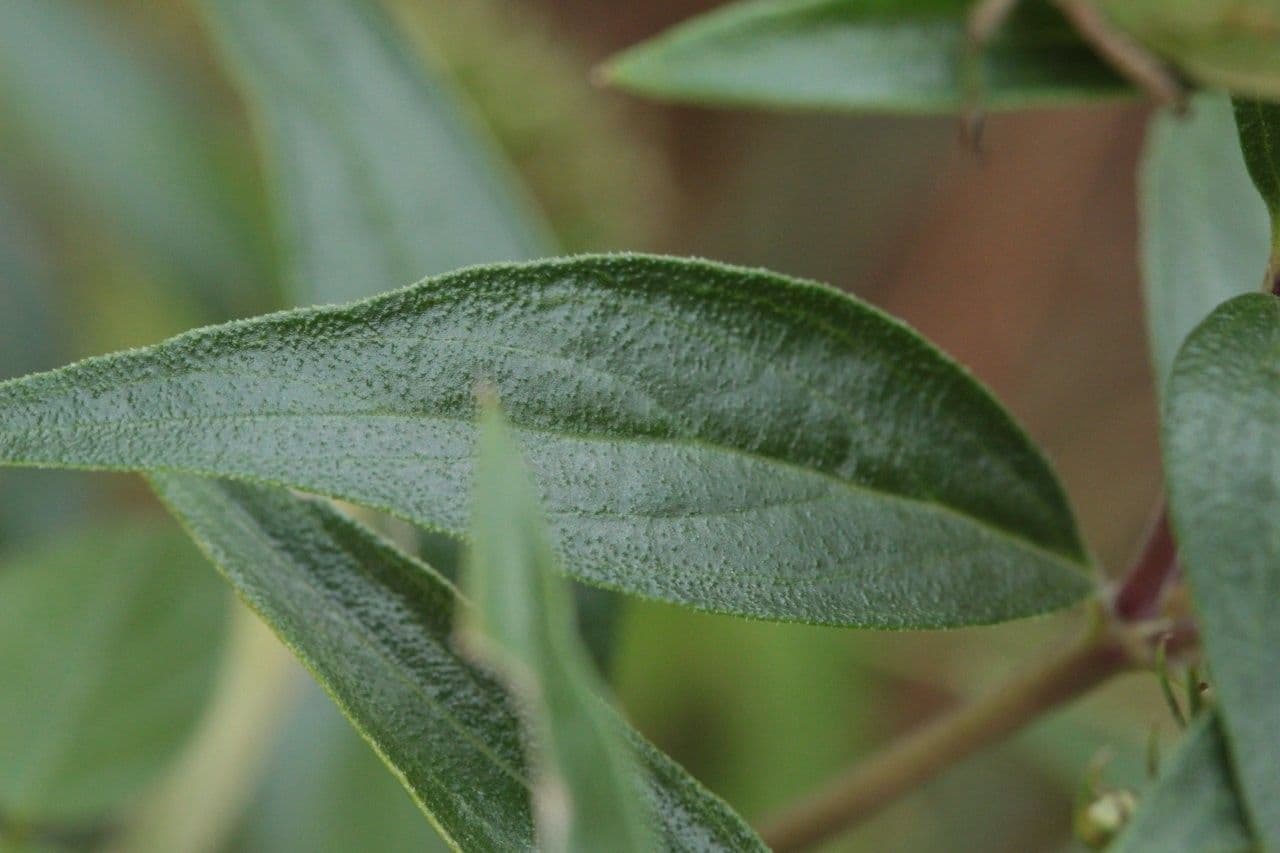 Bouvardia ternifolia 11