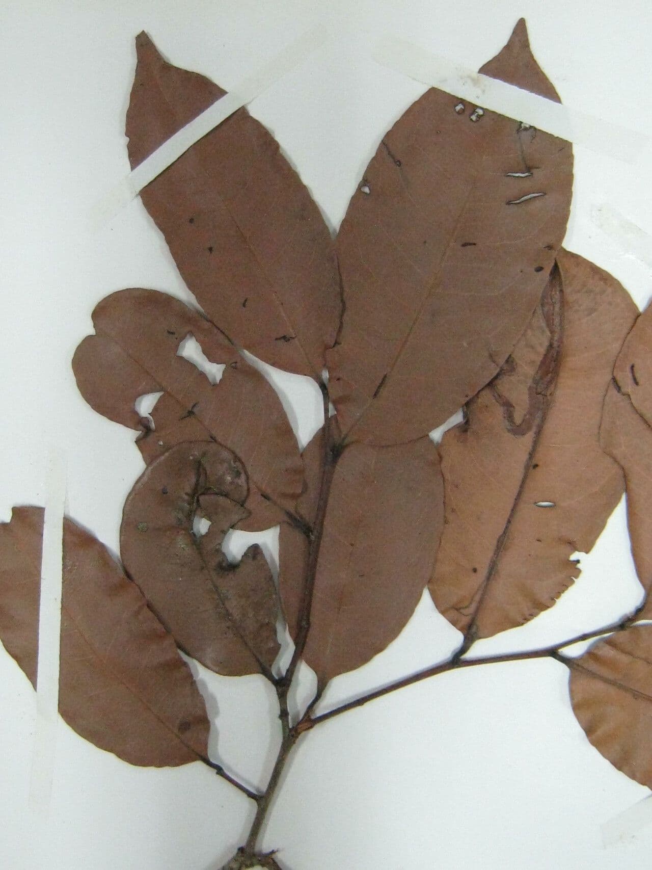 Sacoglottis 12