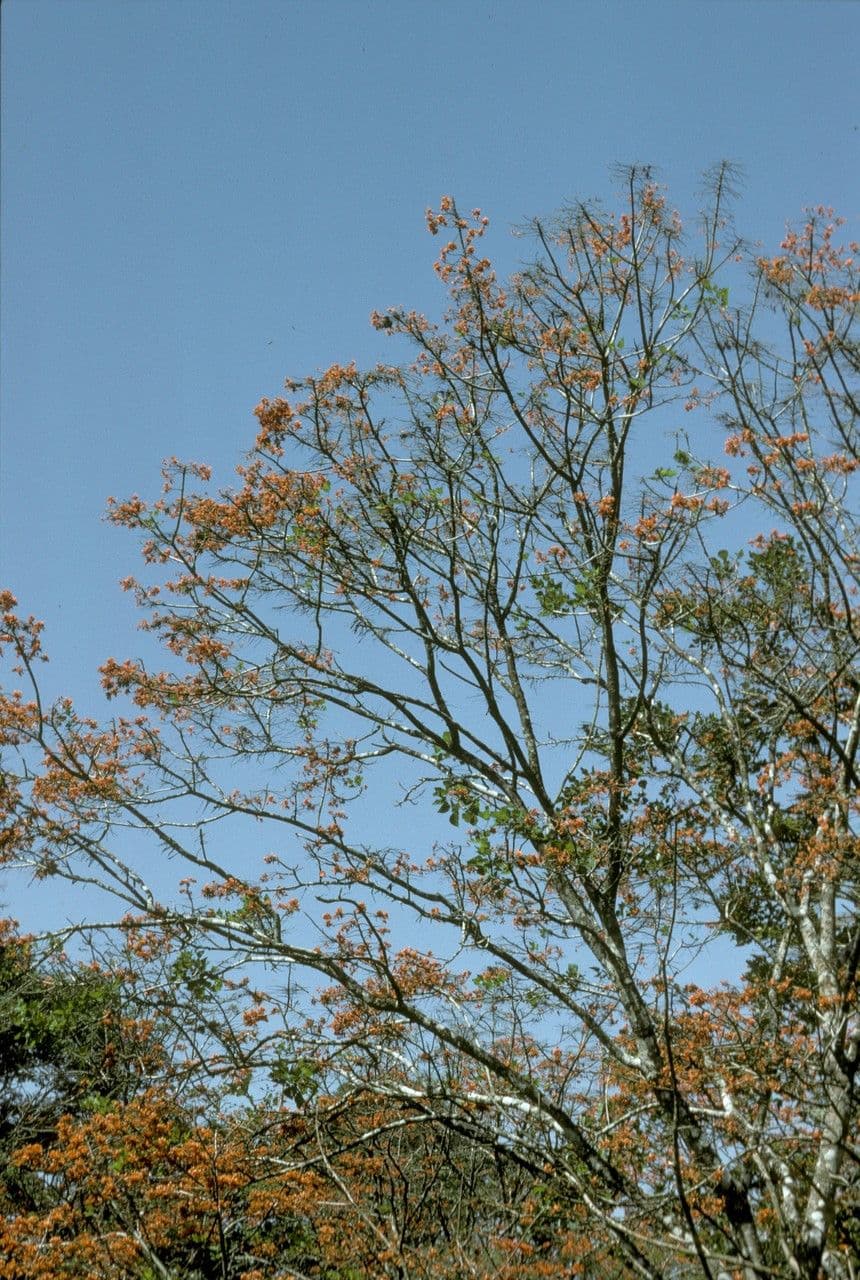 Poeppigs Korallenbaum 8