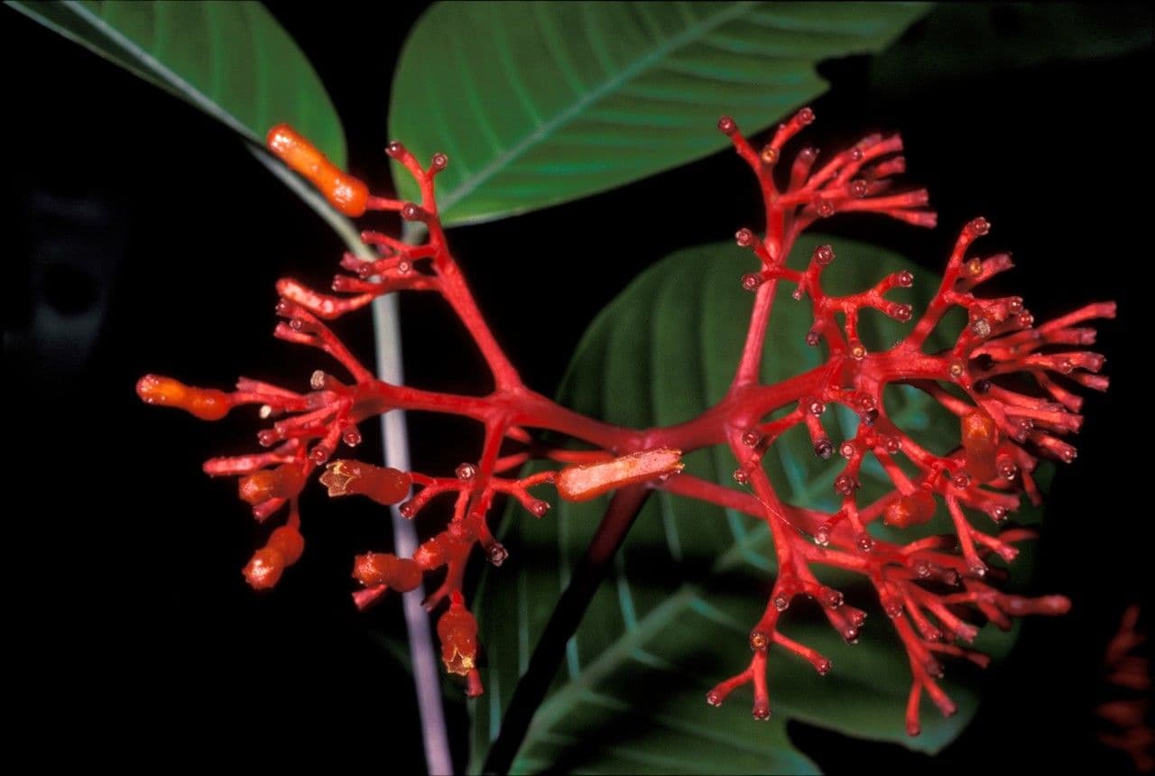 Palicourea a fiore lungo
