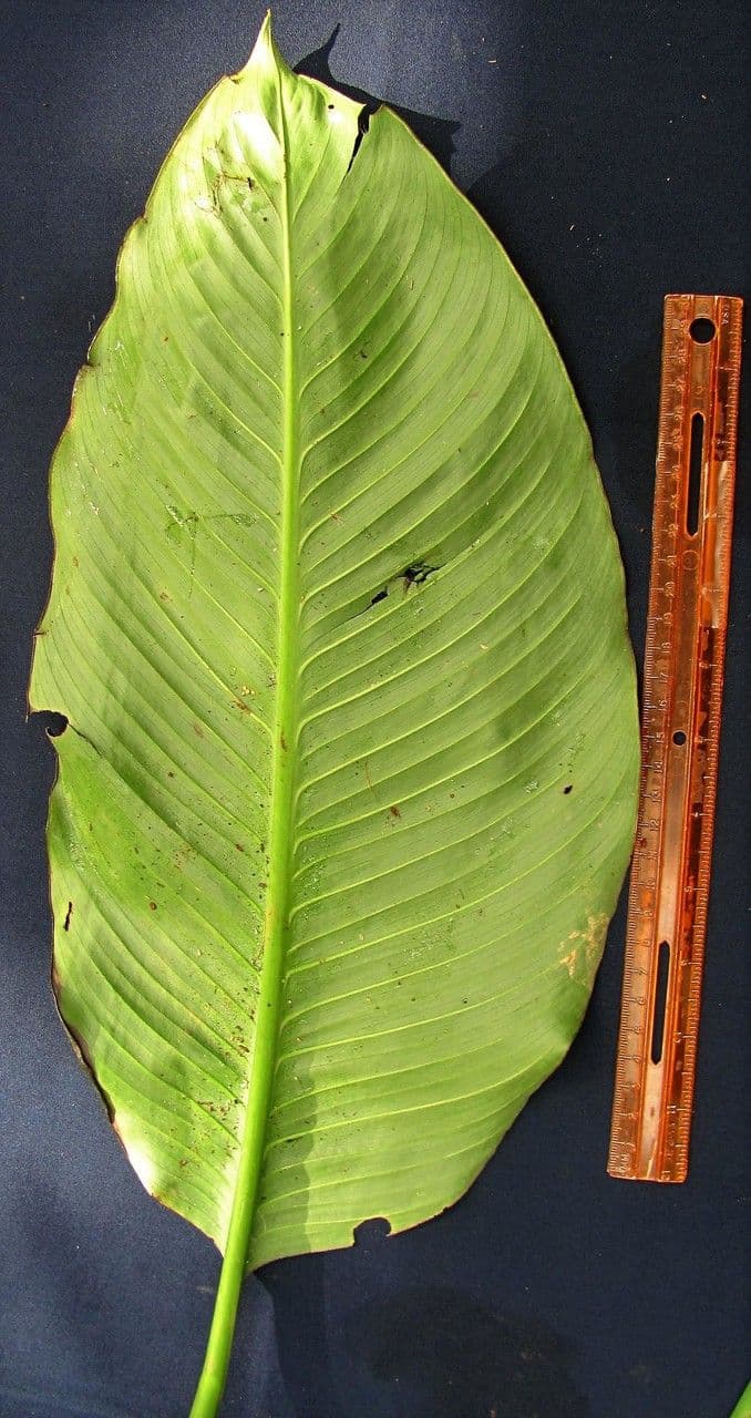 Spargelblatt 6