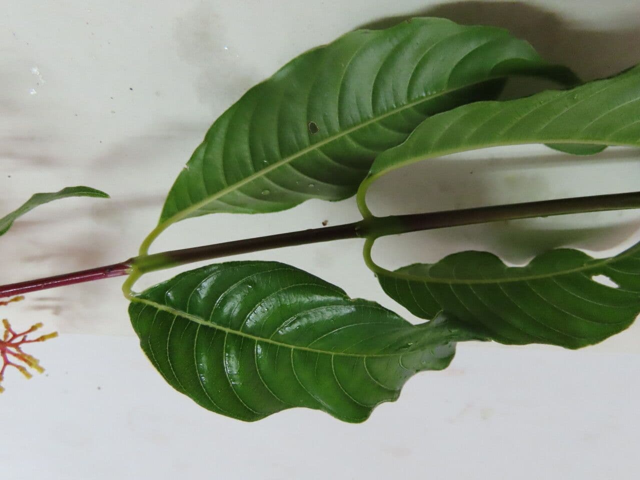 Palicourea crocea 14