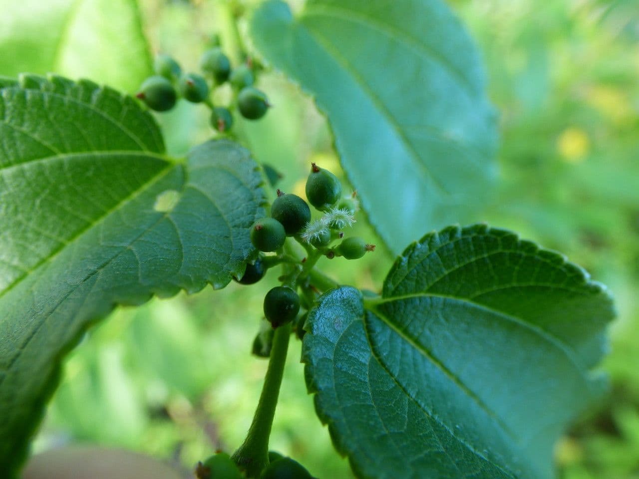 Trema 9