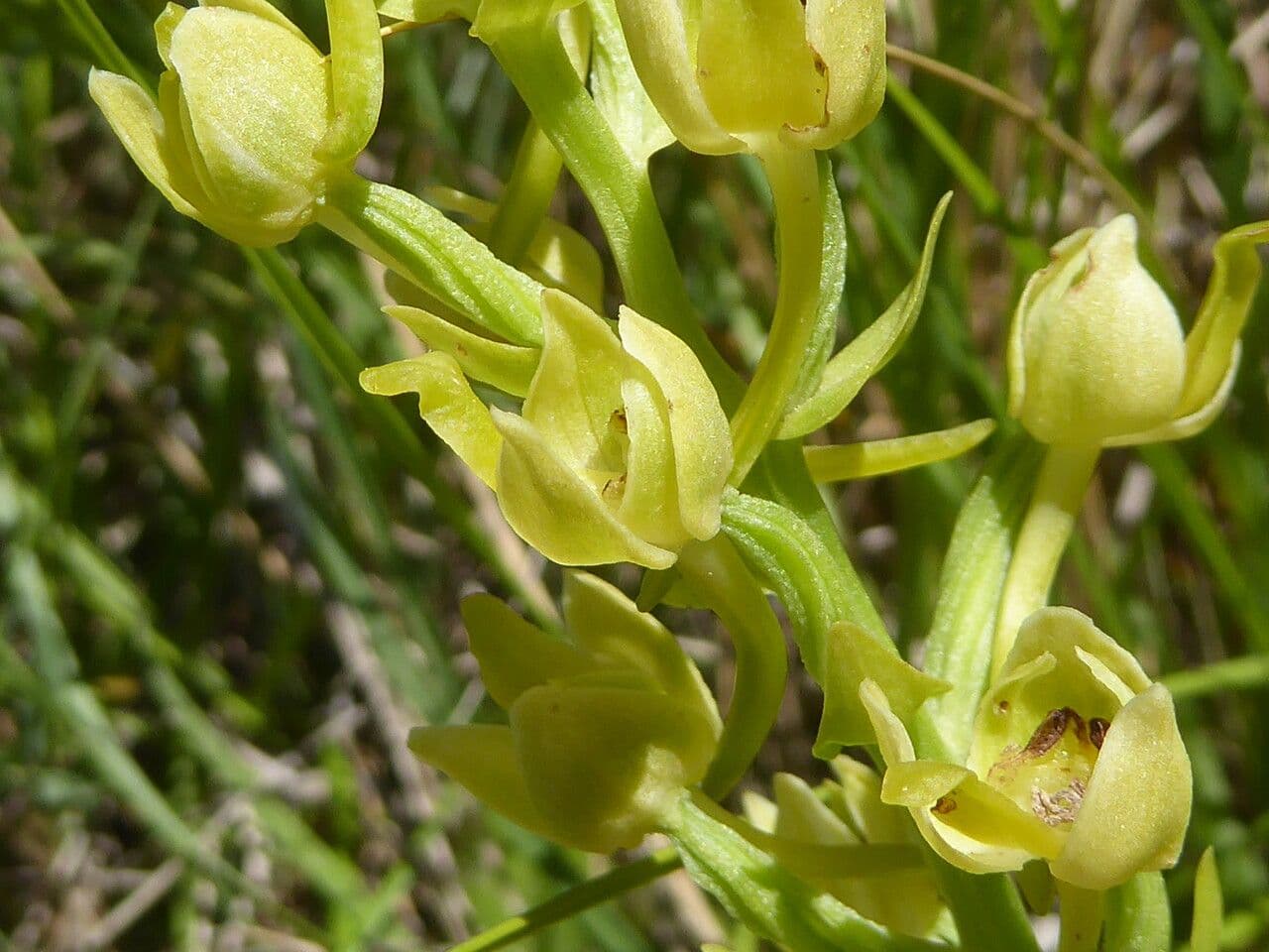 Platanthera algerina