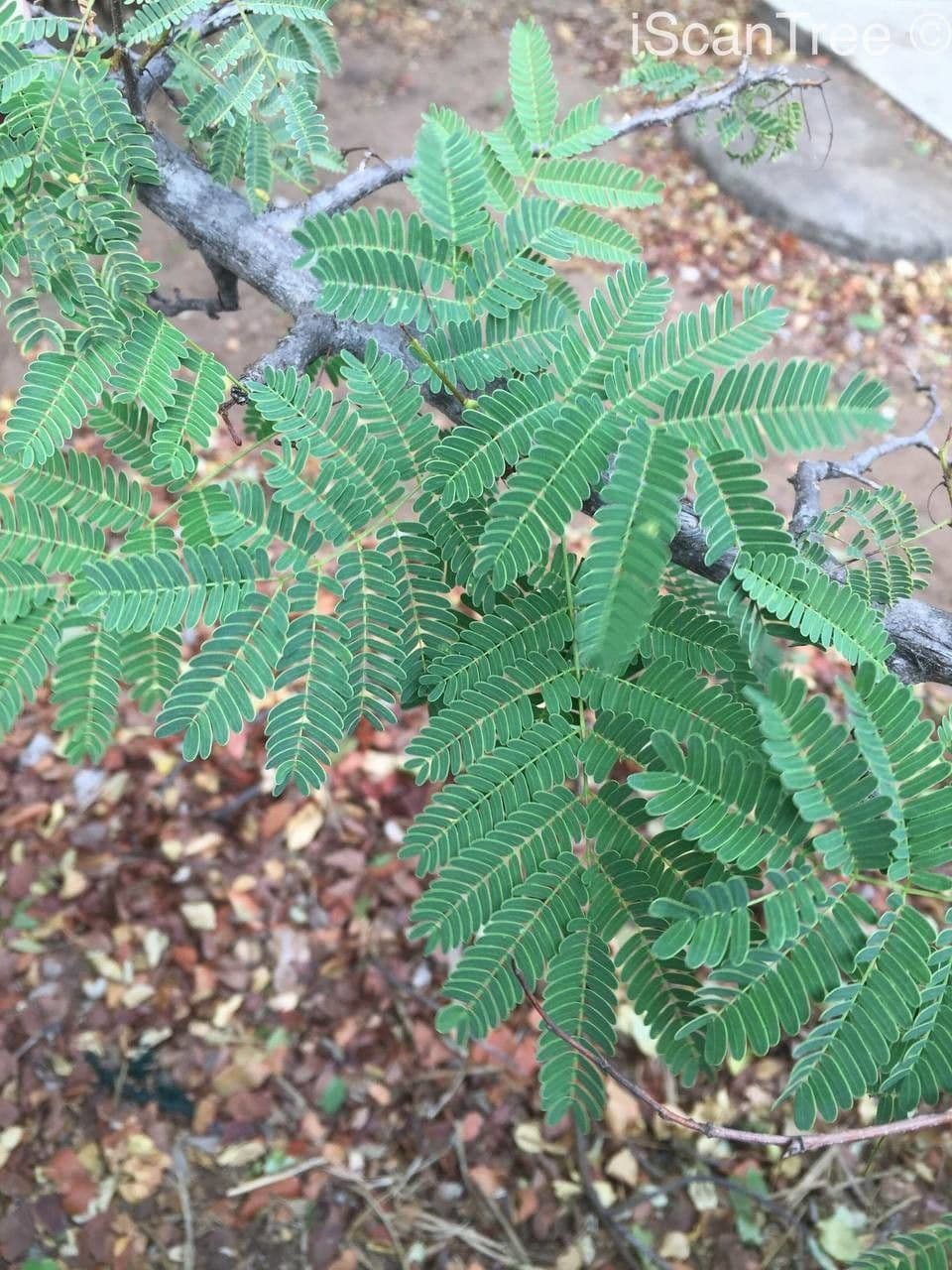 Albizia 6