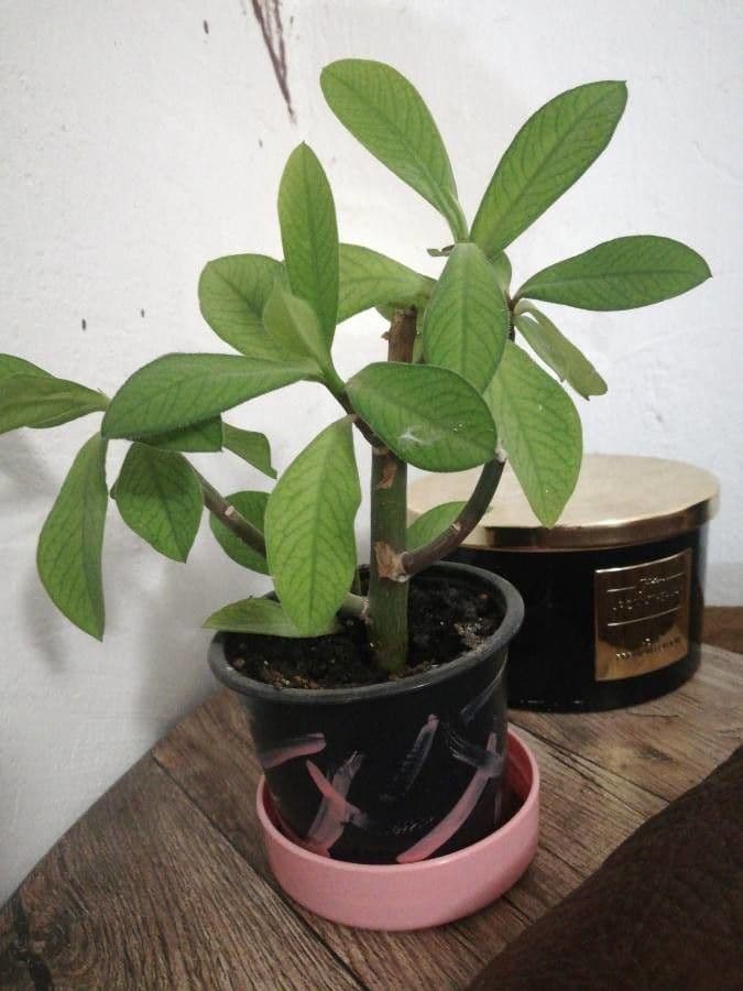 Himatanthus 2