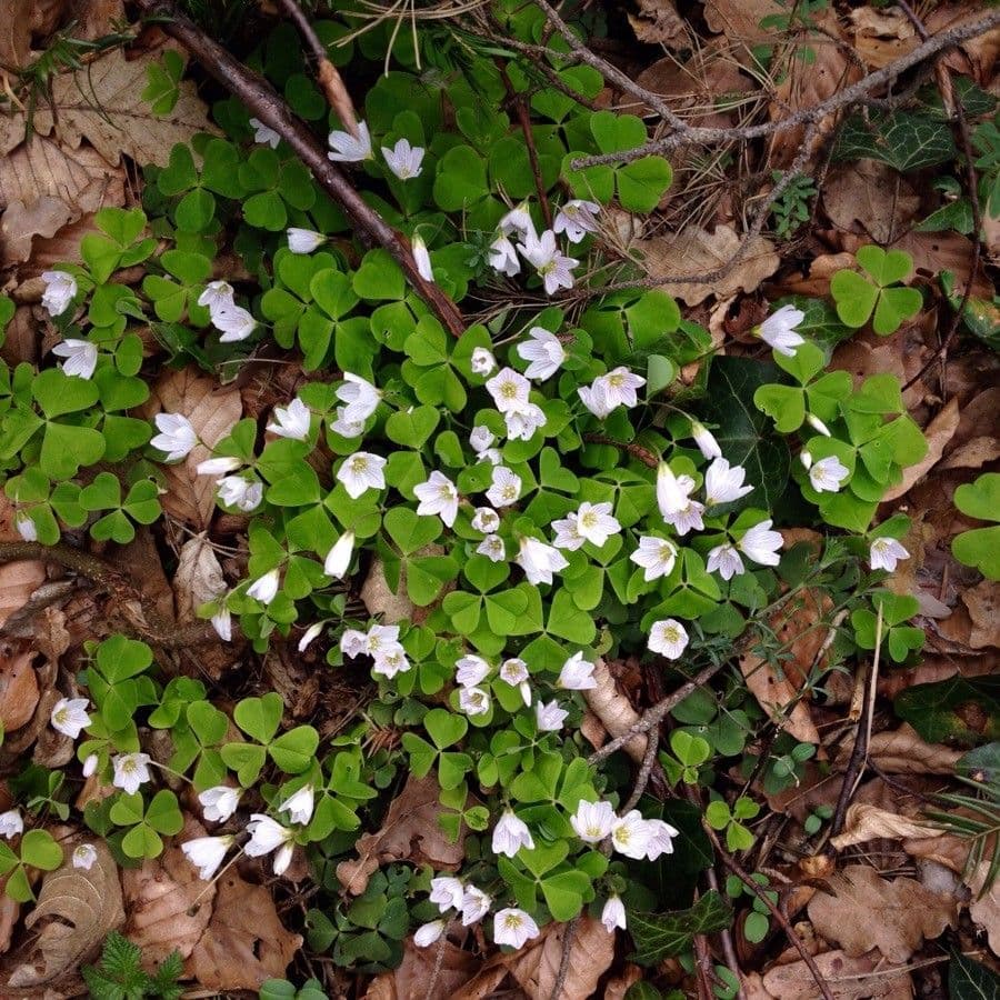 Waldsauerklee 14
