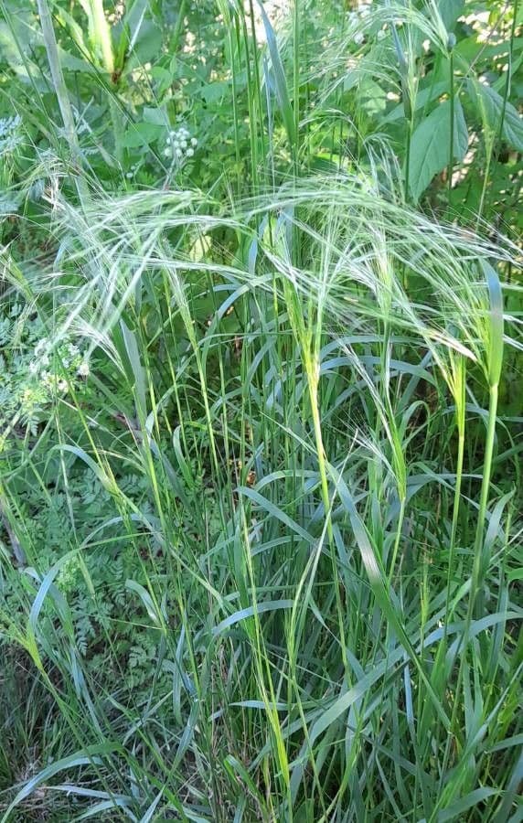 Spear grass 2