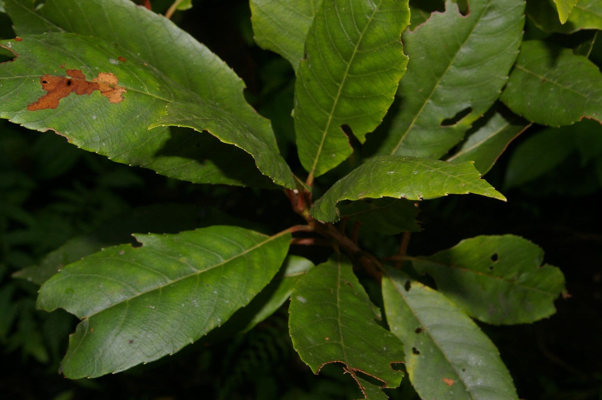 Clethra 7