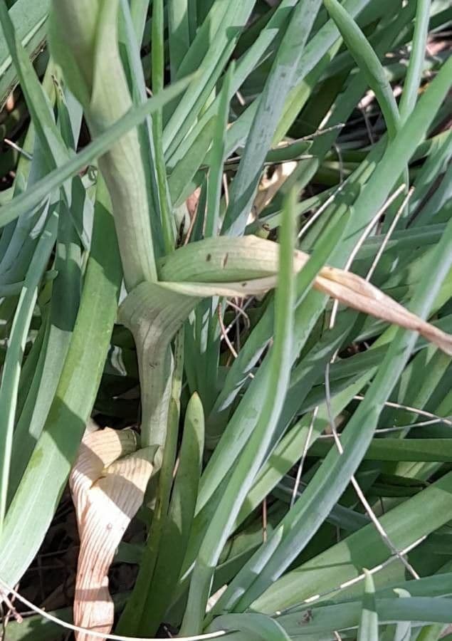 Chloraea 5