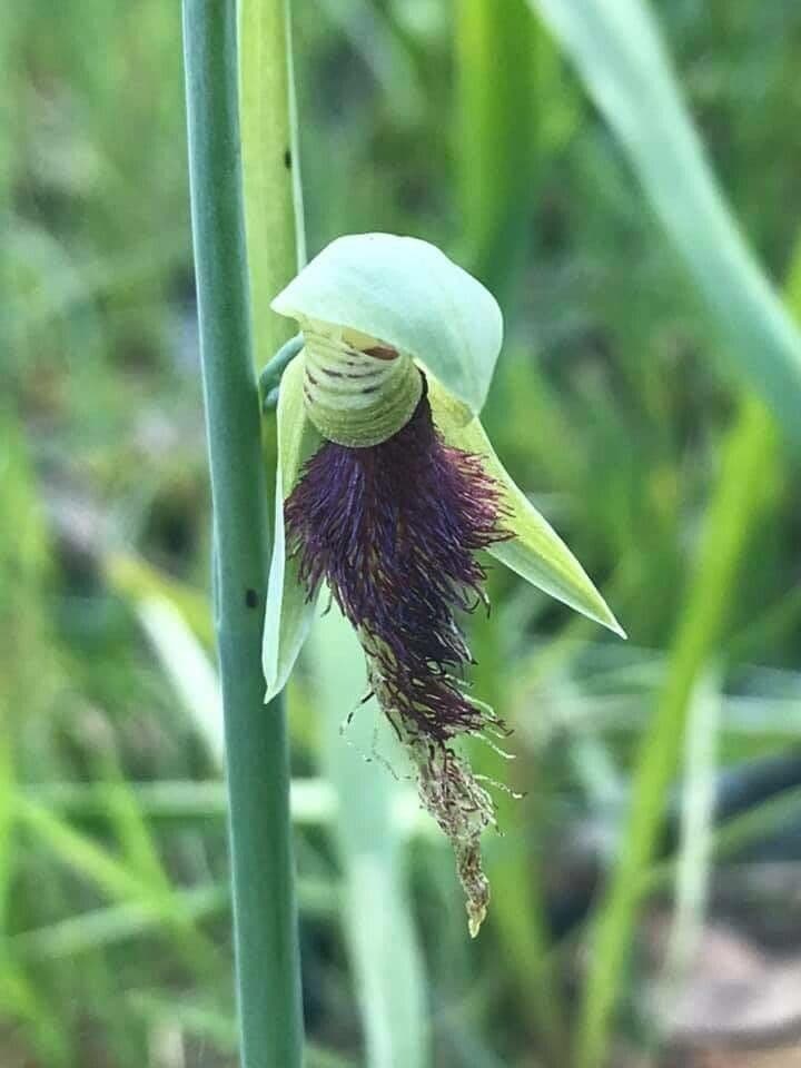 Calochilus