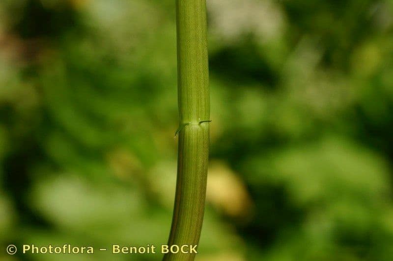 Berula 22