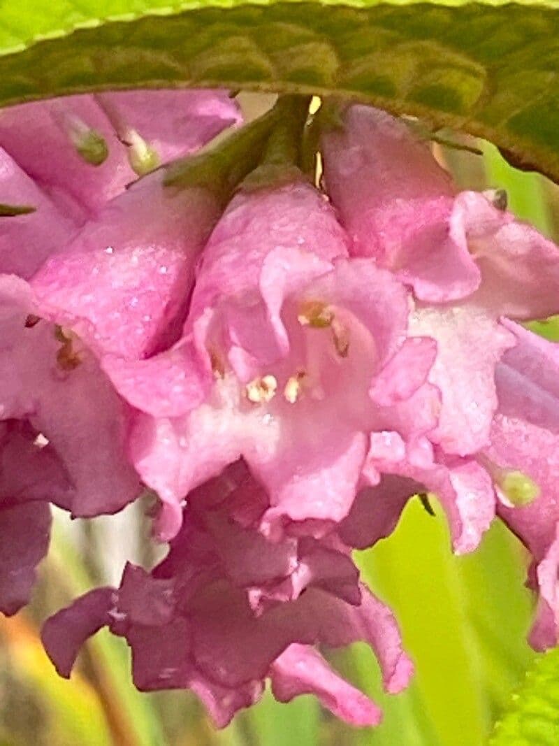Buddleja 6