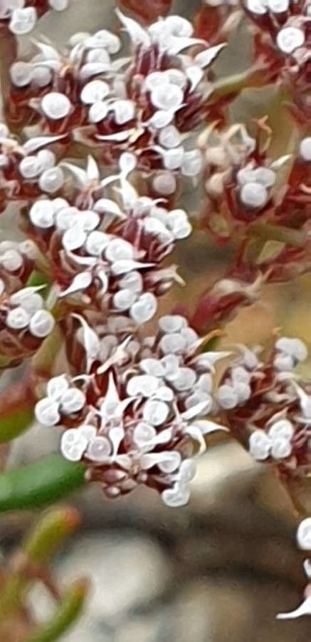 Dicheranthus