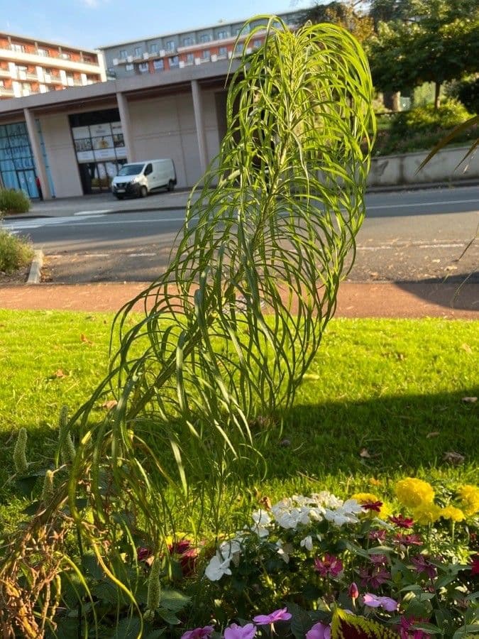 Amsonia 9