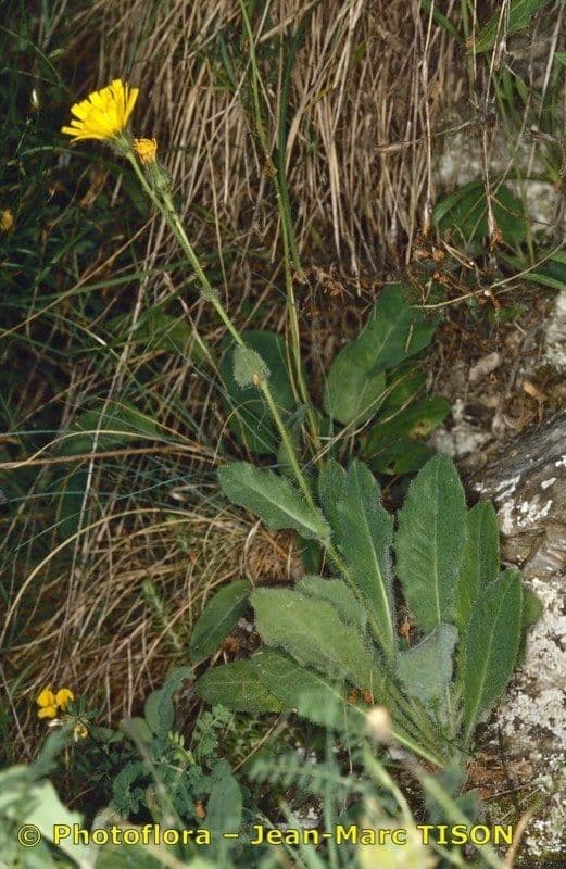 Hieracium 2