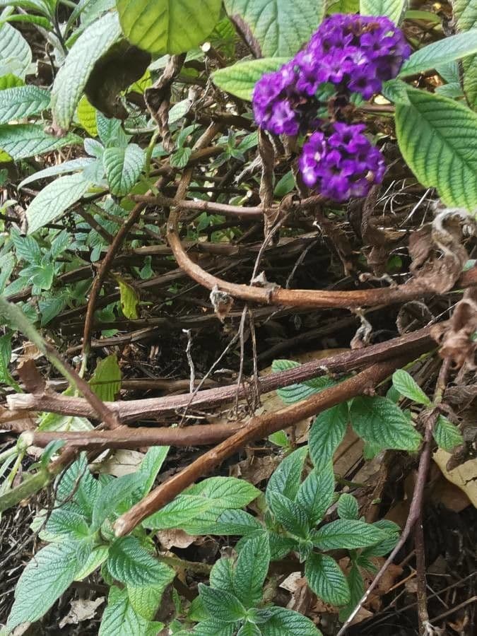 Eliotropio arboreo 19