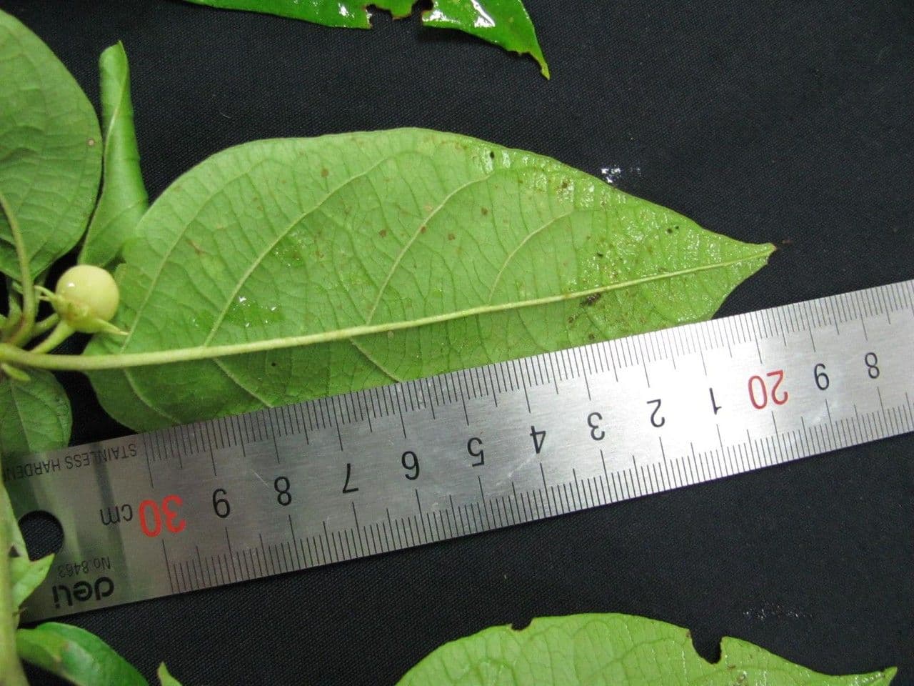 Lycianthes 13