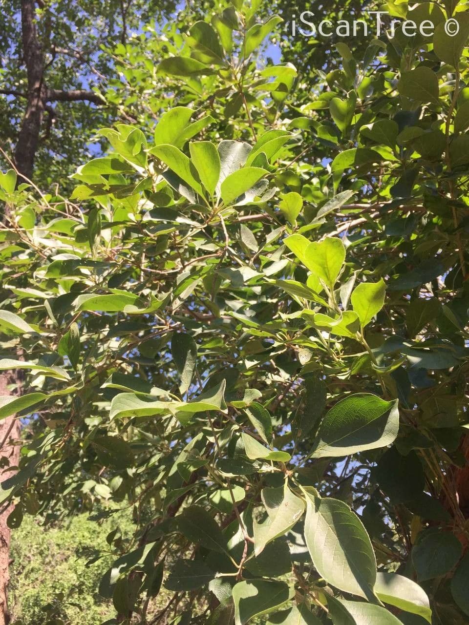 Terminalia 6