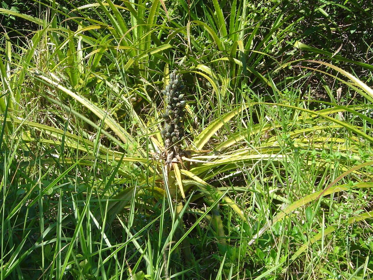 Bromelia