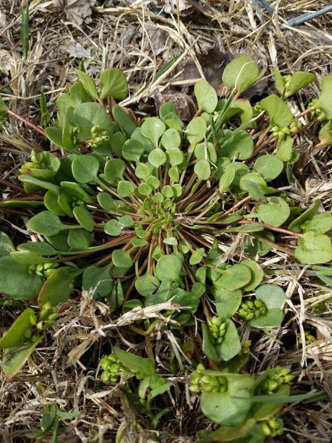 Claytonia 11