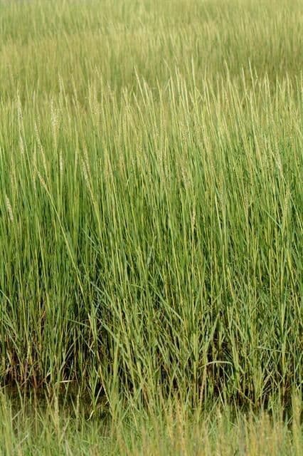 Smooth cordgrass 13