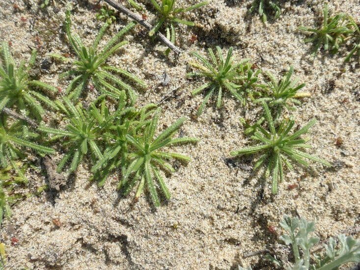 Cryptantha 9