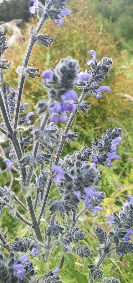 Salvia 2