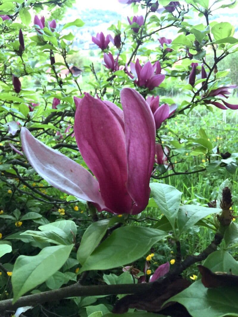 Magnolier 12