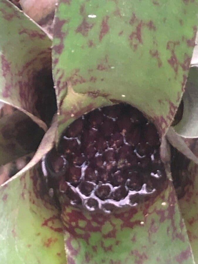 Flaschenförmige Neoregelia 2