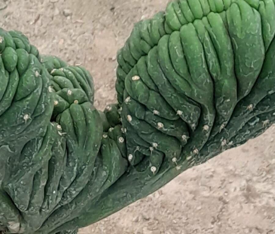 Myrtillocactus geometrizans 22