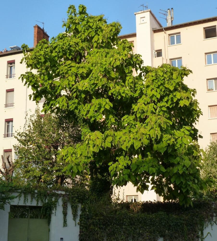 Katalpa vajcovitolistá 13