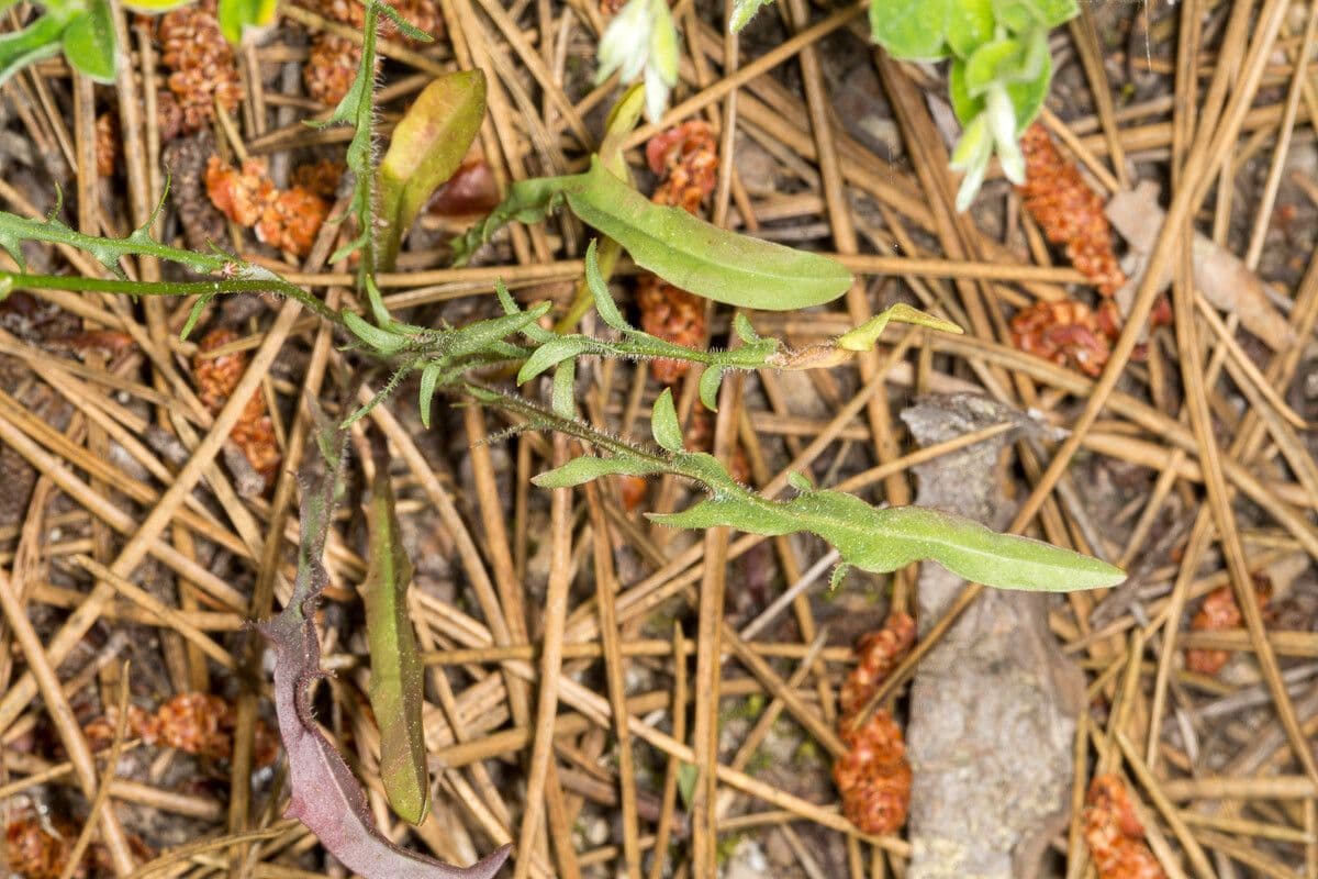 Hypochaeris cretensis 3