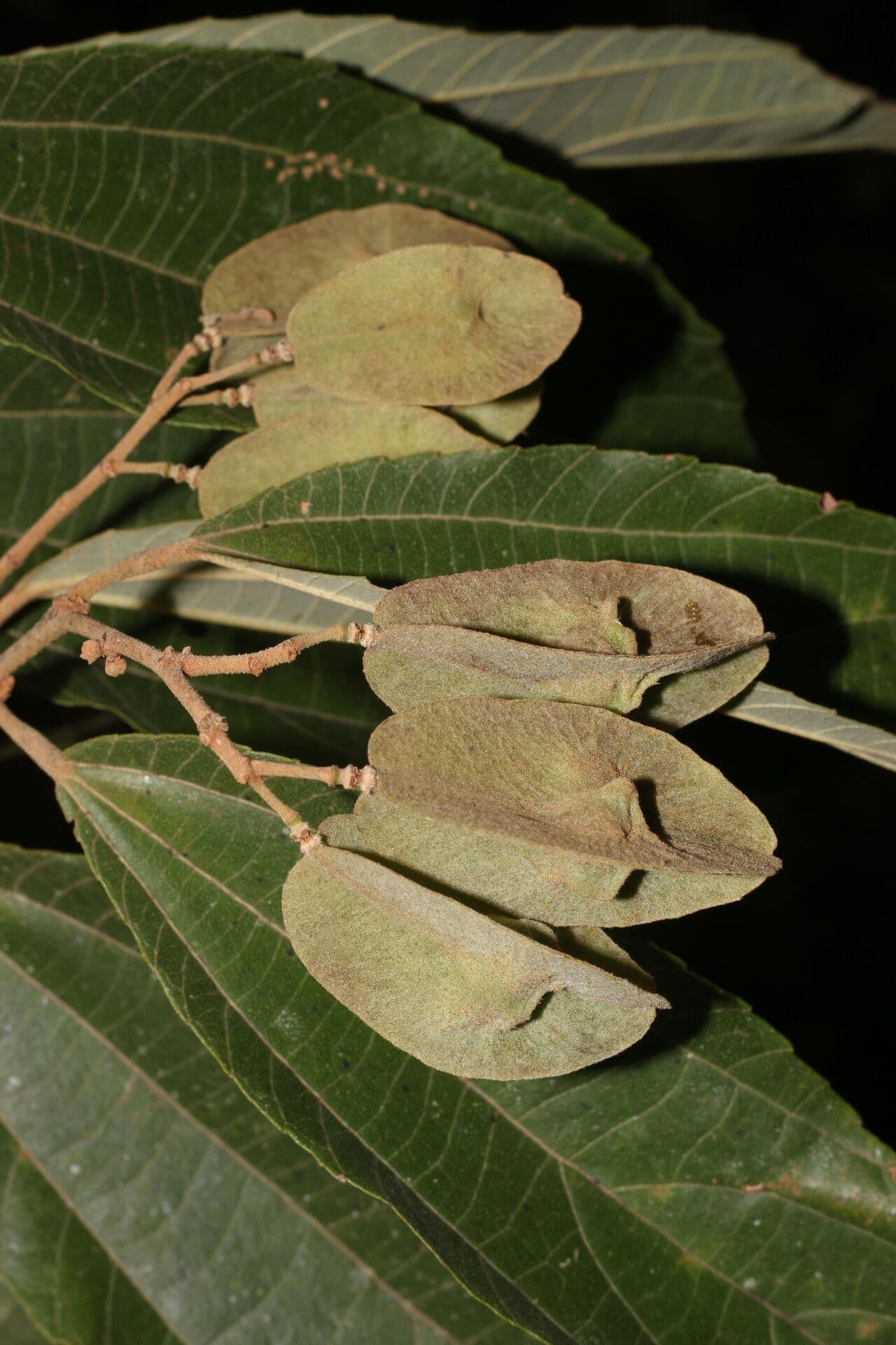 Goethalsia