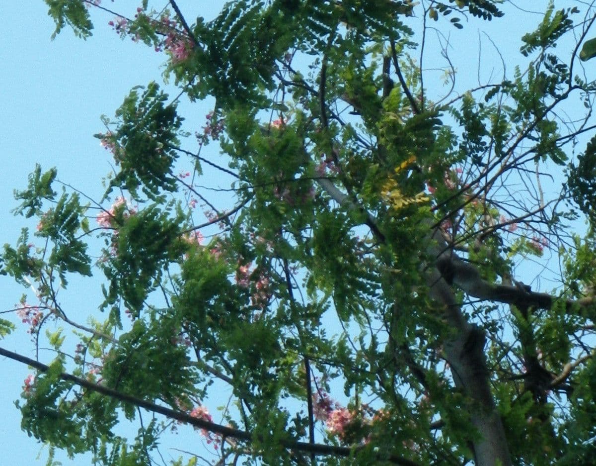 Cassia de Java 28