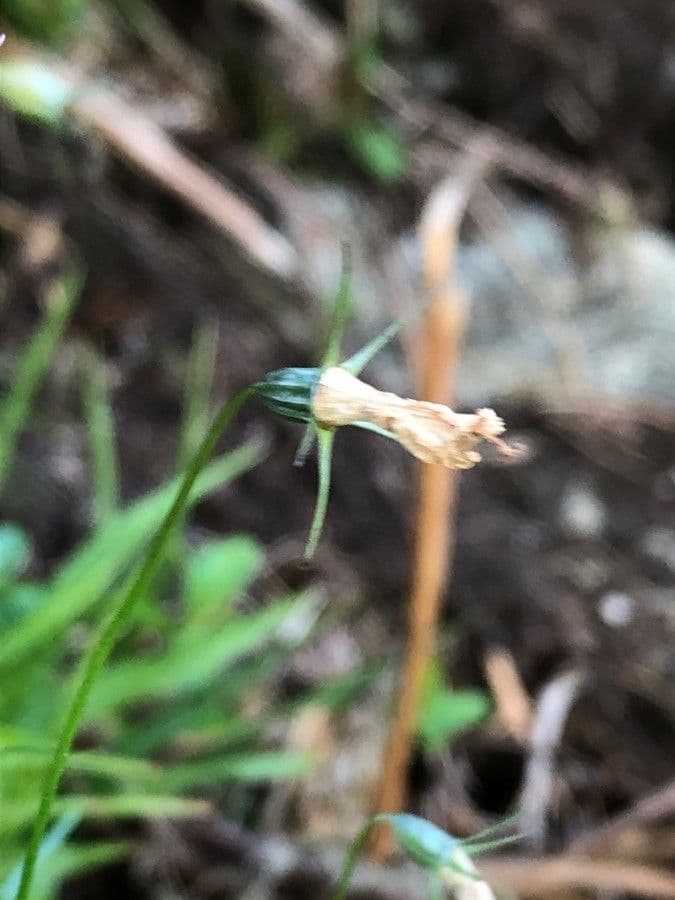 Rundblättrige Glockenblume 2