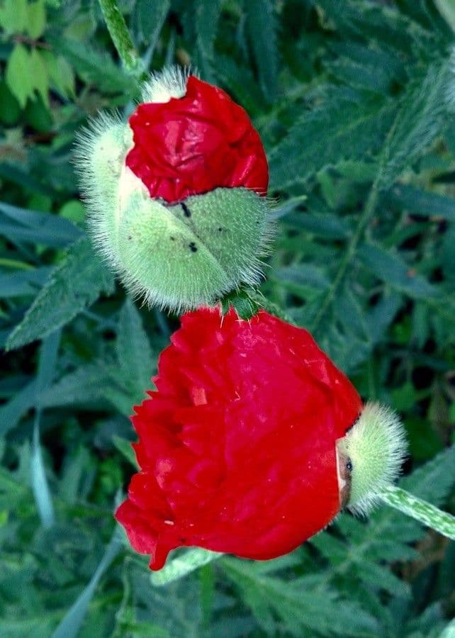 Orientalischer Schlafmohn 9