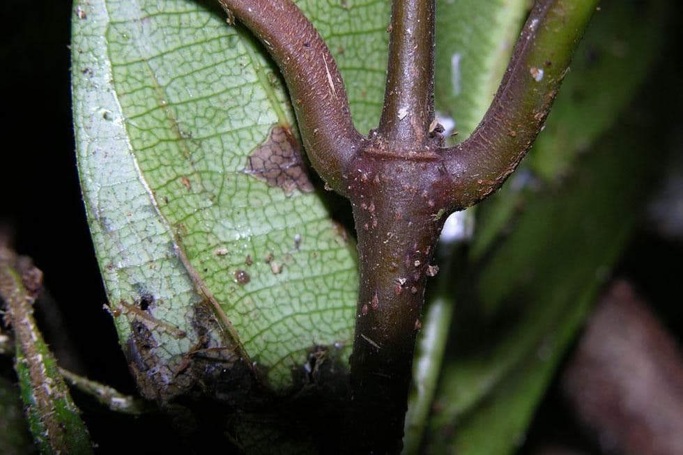 Odontadenia 4