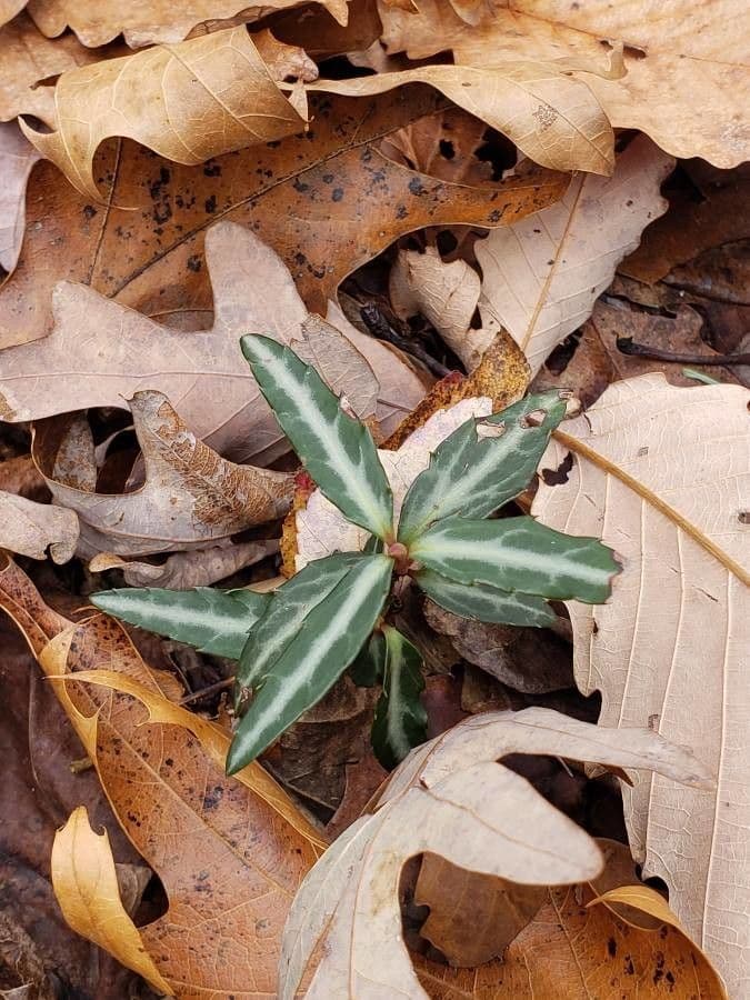 Chimaphila macchiata 18