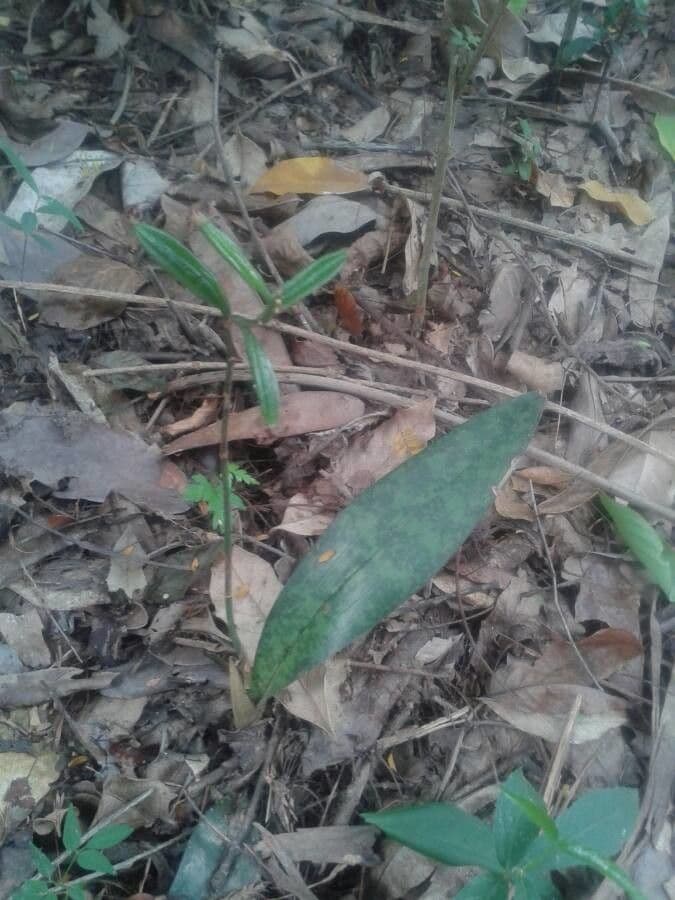 Orchidea monaca 4