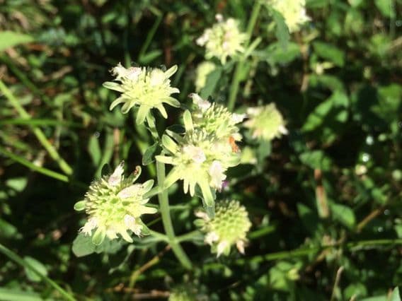 Pycnanthemum verticillatum 8