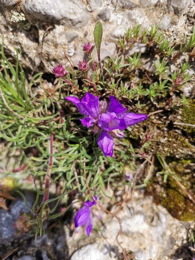 Edraianthus