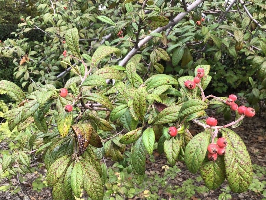 Cotoneaster de Waterer 3