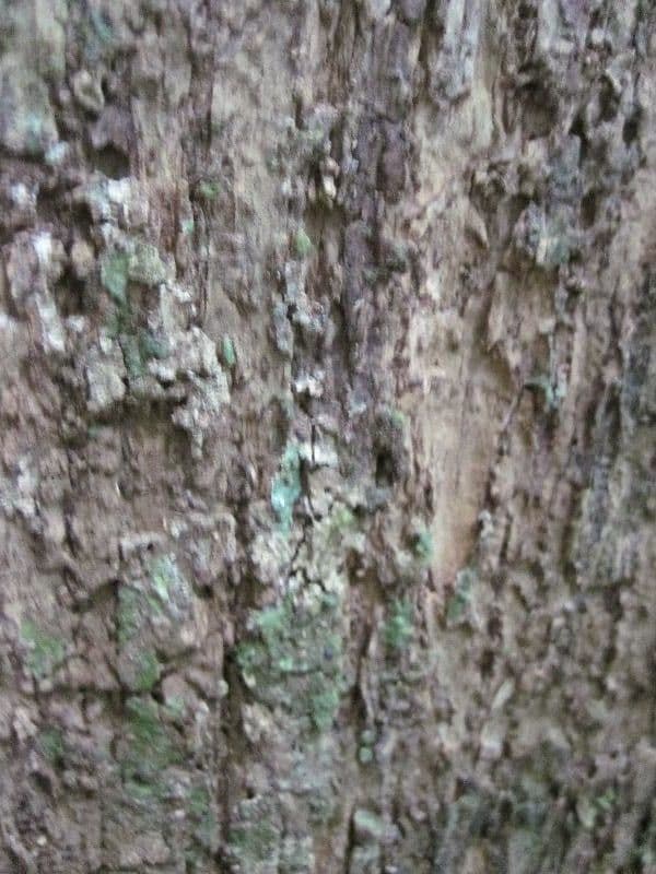 Eschweilera 6