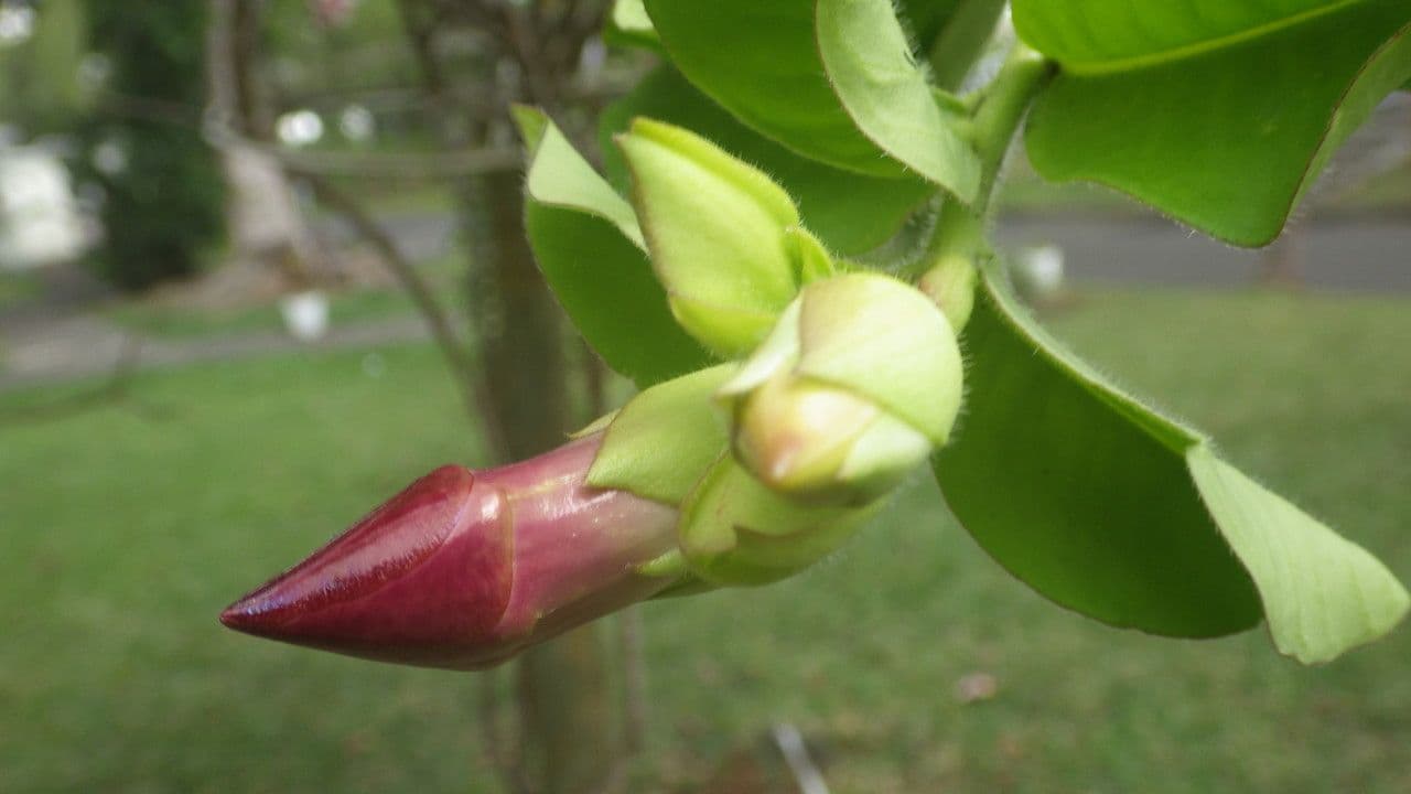 Allamanda viola 27