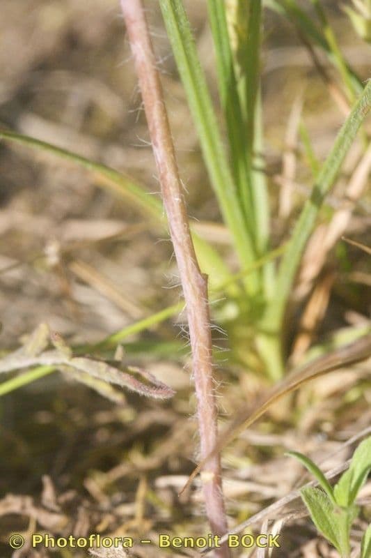 Erba cornacchia altissima 21