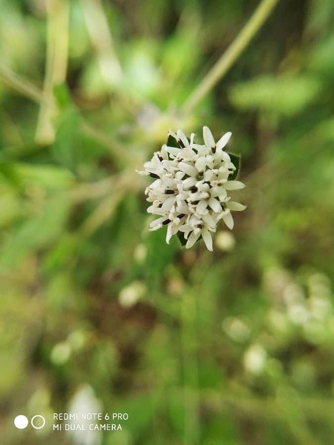 Lagascea 5